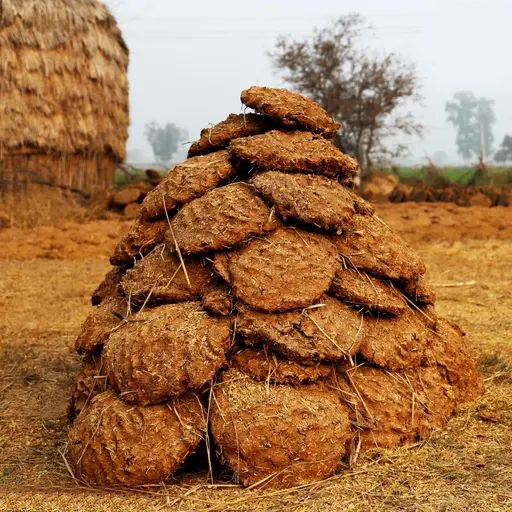 Cow Dung Cake